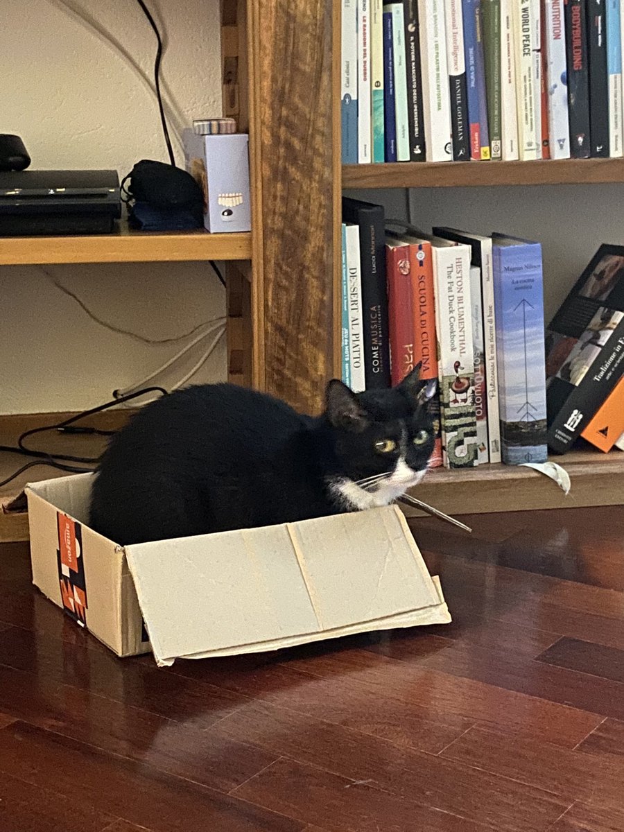 ted_fresco's tweet photo. You can spend $100 on a cat tree that looks like a mini castle but nothing will ever be as comfortable as a cardboard box (too small for her size) 😂 i love #cats https://t.co/kZuWr2g5Zx
