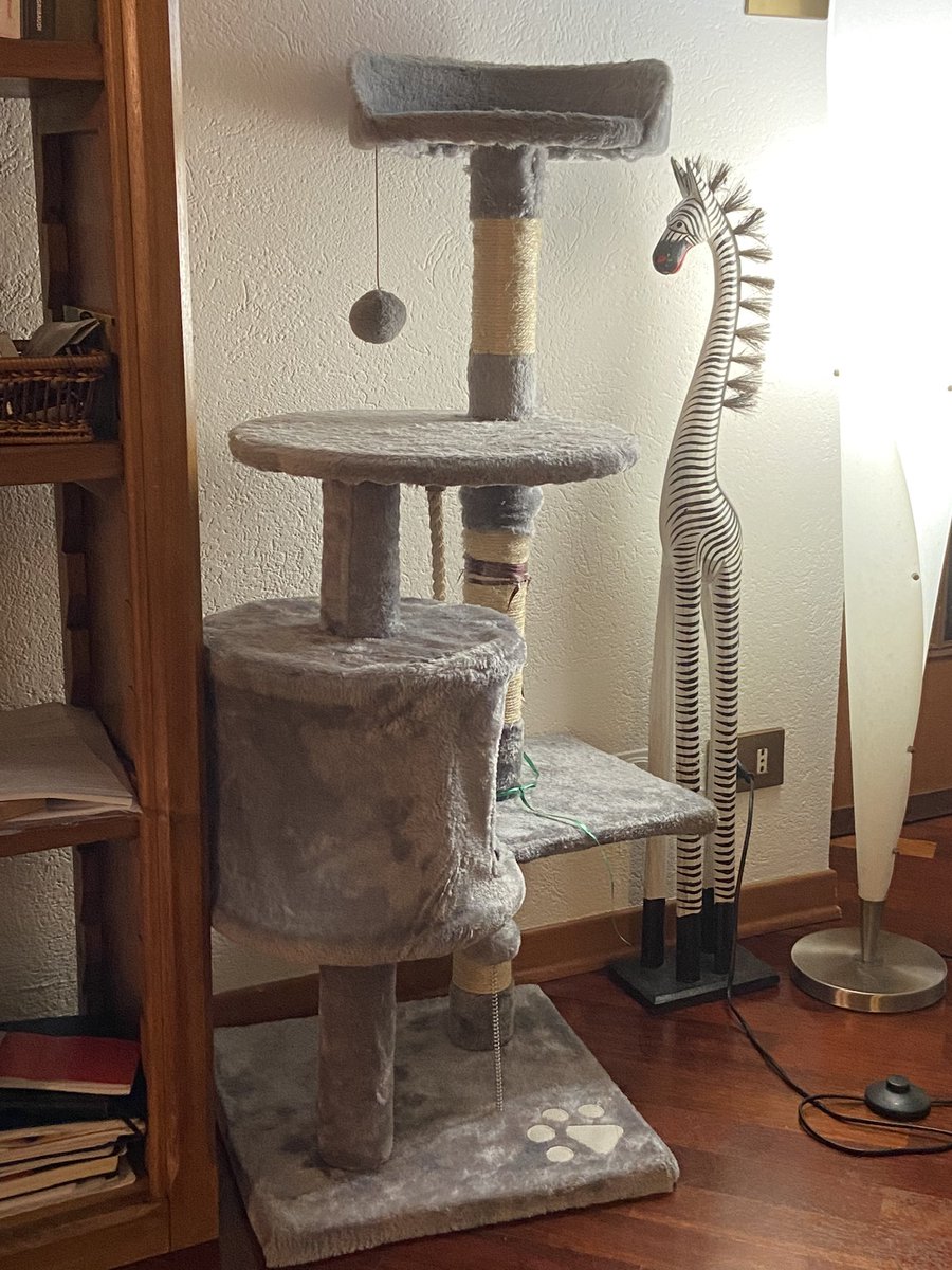 ted_fresco's tweet photo. You can spend $100 on a cat tree that looks like a mini castle but nothing will ever be as comfortable as a cardboard box (too small for her size) 😂 i love #cats https://t.co/kZuWr2g5Zx