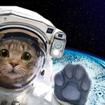 Photo by Space Cats (@ItsSpaceCats)