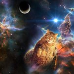 Photo by Space Cats (@ItsSpaceCats)