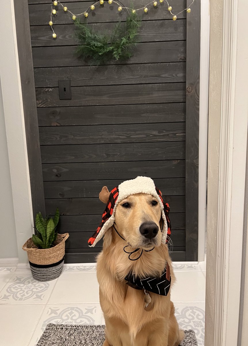 ashuler83's tweet photo. @dog_rates @Trupanion Brodie is winter ready https://t.co/E5wm9rqyrS