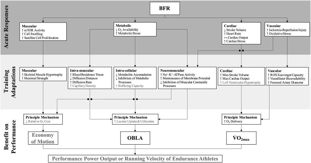 Current Issue: Aerobic Training With Blood Flow Restriction for Endurance Athletes: Potential Benefits and Considerations of Implementation
journals.lww.com/nsca-jscr/Full… <a href="/NSCA/">NSCA</a> <a href="/lippincott/">life</a>