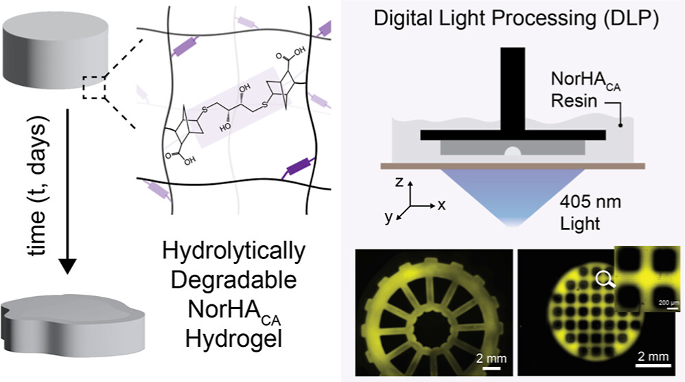 BurdickLab (@burdicklab) on Twitter photo We are excited to share the latest Burdick Lab manuscript led by <a href="/jonhgalarraga/">Jonathan Galarraga</a> & @apdhand, w/ collaborator <a href="/bruceenzmann/">Bruce Enzmann</a>, titled "Synthesis, Characterization, and Digital Light Processing of a Hydrolytically Degradable Hyaluronic Acid Hydrogel." Link: pubs.acs.org/doi/full/10.10… We are excited to share the latest Burdick Lab manuscript led by <a href="/jonhgalarraga/">Jonathan Galarraga</a> & @apdhand, w/ collaborator <a href="/bruceenzmann/">Bruce Enzmann</a>, titled "Synthesis, Characterization, and Digital Light Processing of a Hydrolytically Degradable Hyaluronic Acid Hydrogel." Link: pubs.acs.org/doi/full/10.10…