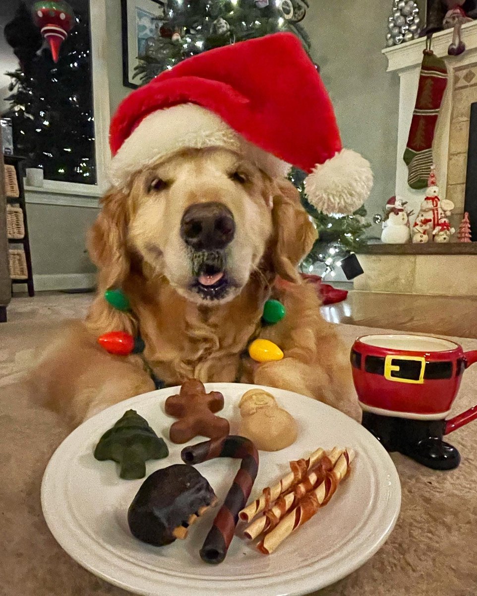 Dash & Chase 🐾 tweet media