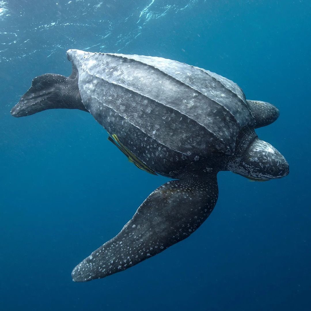 ¡Día histórico! Los países han llegado a un acuerdo histórico como parte del Marco Global de Biodiversidad Kunming-Montreal en la #COP15 para proteger el 30% de los hábitats marinos y el 30% de los terrestres para 2030.