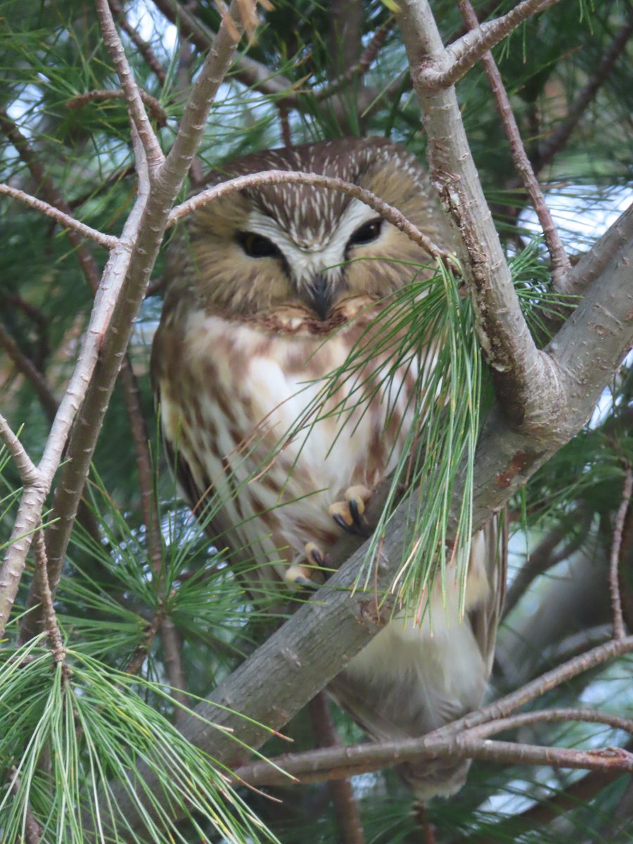 NoamElcott's tweet photo. Finally saw that Saw-Whet owl. Many thanks to @BirdCentralPark and everyone who kept track and posted. An absolute delight. #birdcp https://t.co/5cwBbnfkPD