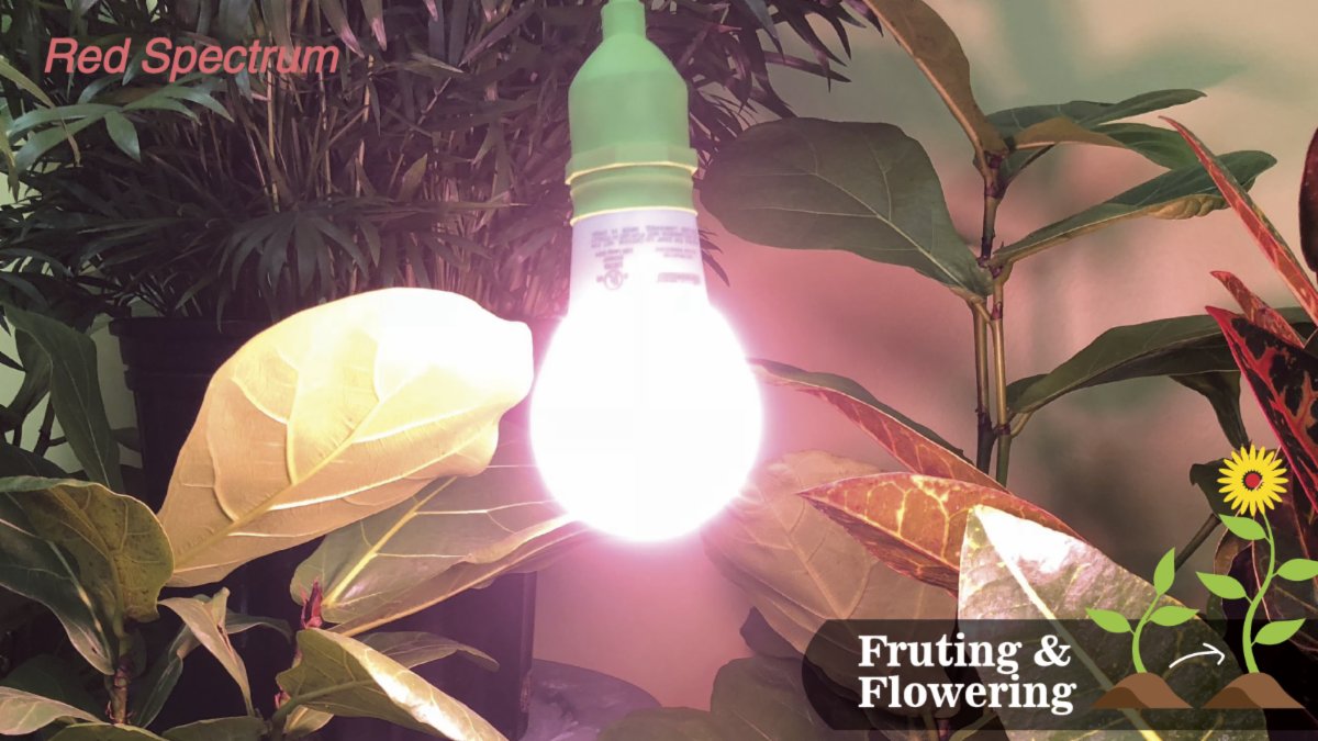 MiracleLED's tweet photo. Red Grow bulbs mimic Autumn sunlight as it appears at the end of the growing cycle!
~Provides the sun light a plant needs at the Harvest or Blooming
~Promotes biomass growth
~Low heat signature https://t.co/BEHxLvAQqH