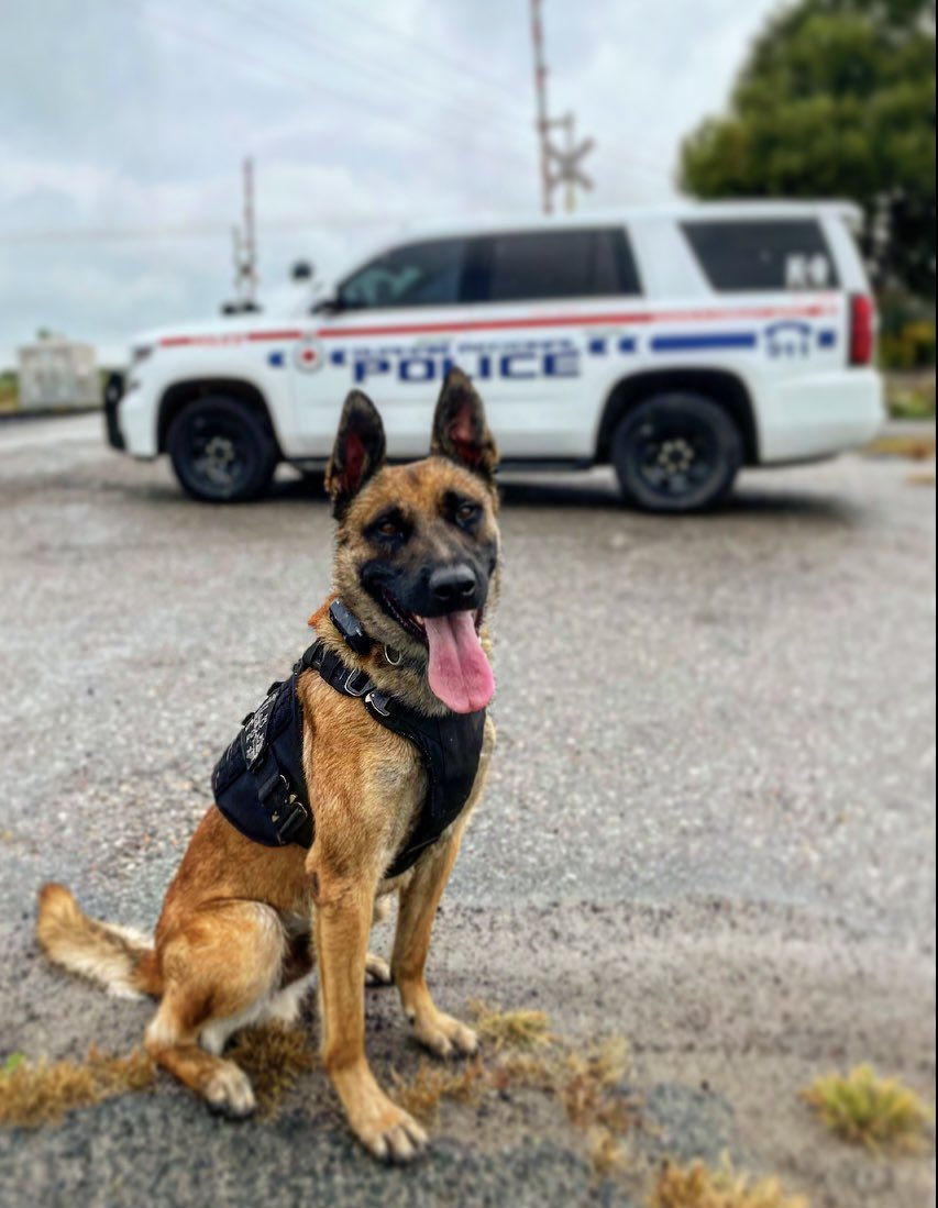 💥RUN &amp; HIDE💥
PC Dever, K9 Summit &amp; <a href="/DRPSWestDiv/">West Division DRPS</a> teamed up to track &amp; locate an Impaired Driver who crashed his vehicle &amp; fled on foot. After a challenging bush track, K9 Summit located the Perp attempting to conceal himself in dense brush. 
PERP:#FAIL
⭐️1 in Custody⭐️
#K9