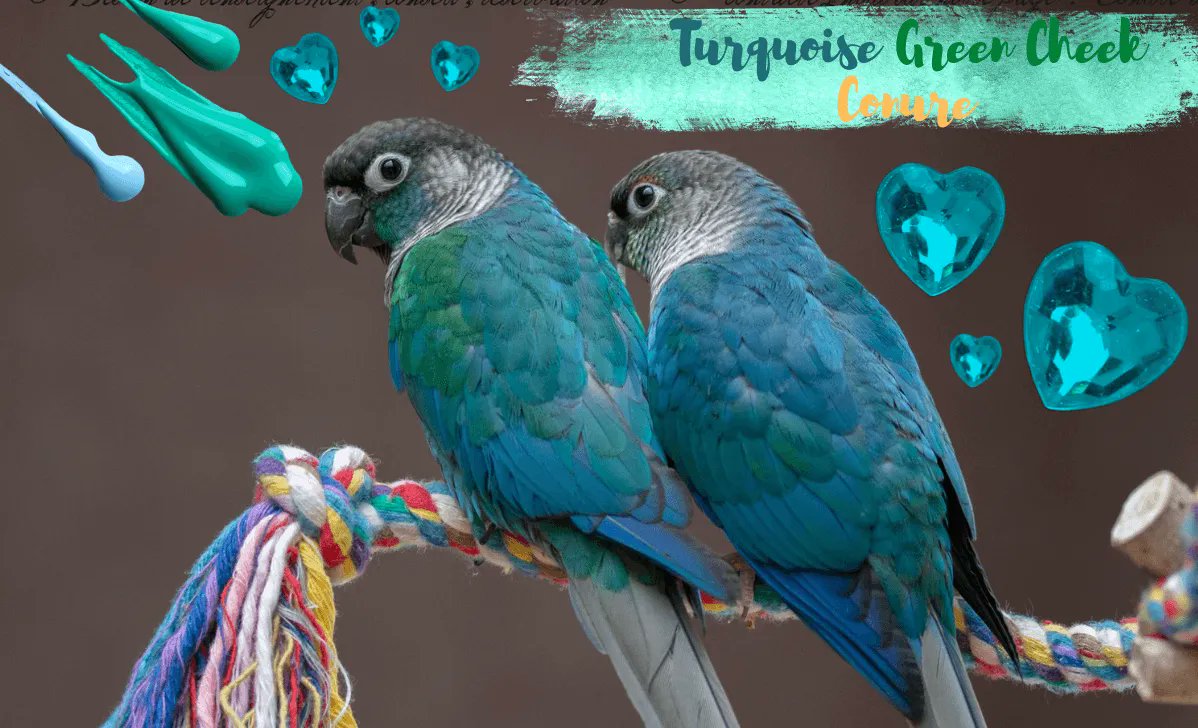 parrot_african's tweet photo. Turquoise conureππππ
https://t.co/mmJHlYtBVF
#conure #conureparrot #conurelover https://t.co/dLkS7x6U3a