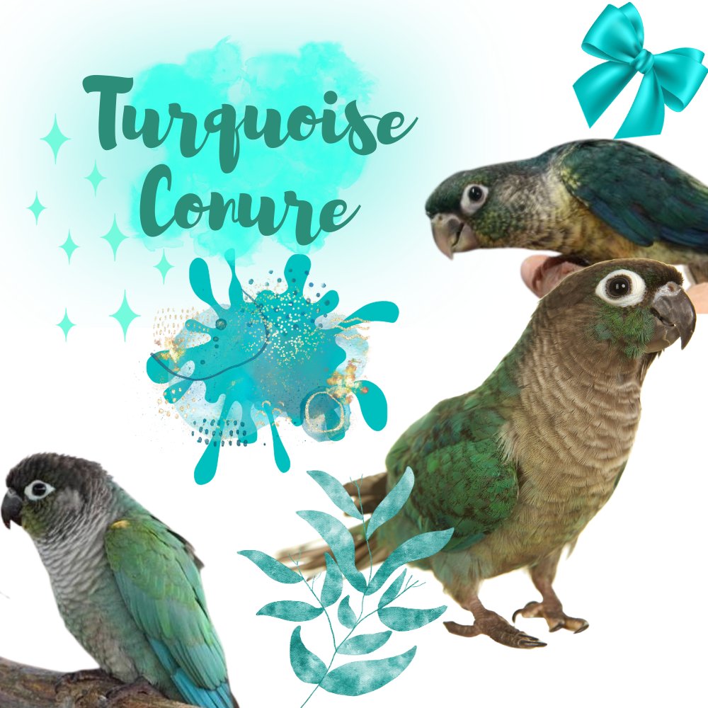 parrot_african's tweet photo. Turquoise conure
https://t.co/mmJHlYbsHx
#conure #conureparrot #conurelover https://t.co/oo5nh6jUCb