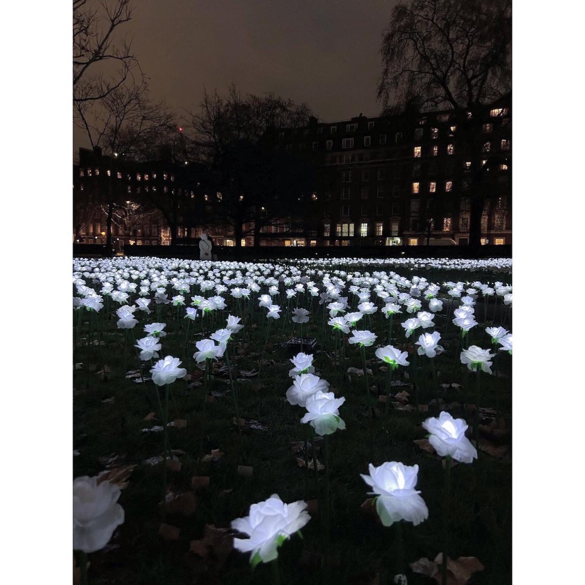 Roses in Grosvenor Square. Well worth a visit 🌹
•
Shot on @canonuk
#photography #photooftheday #cannonphotography #toplondonphoto #londonphotography #secretlondon #londonlife #londonphotographer #londondisclosure #londonsunset #secretlondon #streetphotography #cityoflondon