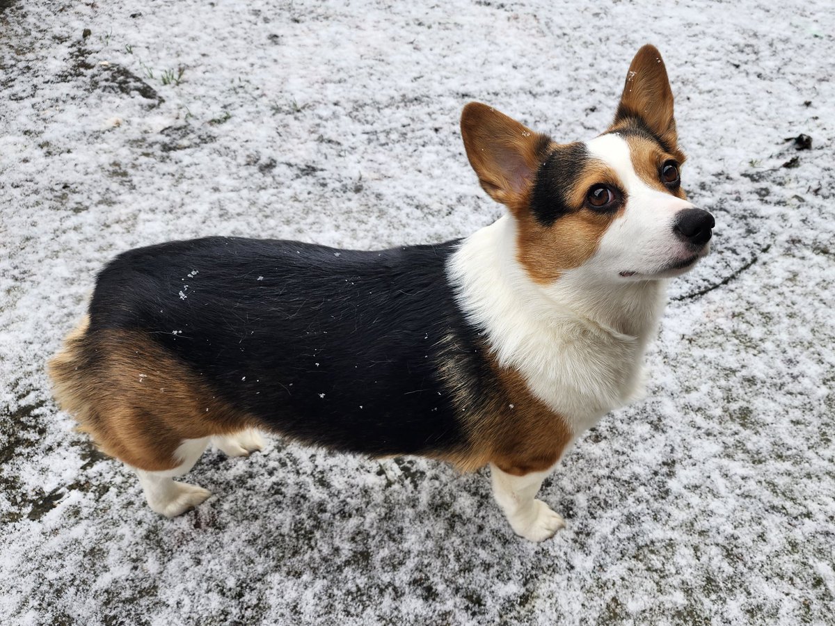 PebblesDaCorgi's tweet image. Bring on the #snow! I LOVE it!
#corgi #seattlesnow #SnowDogs #CorgiCrew