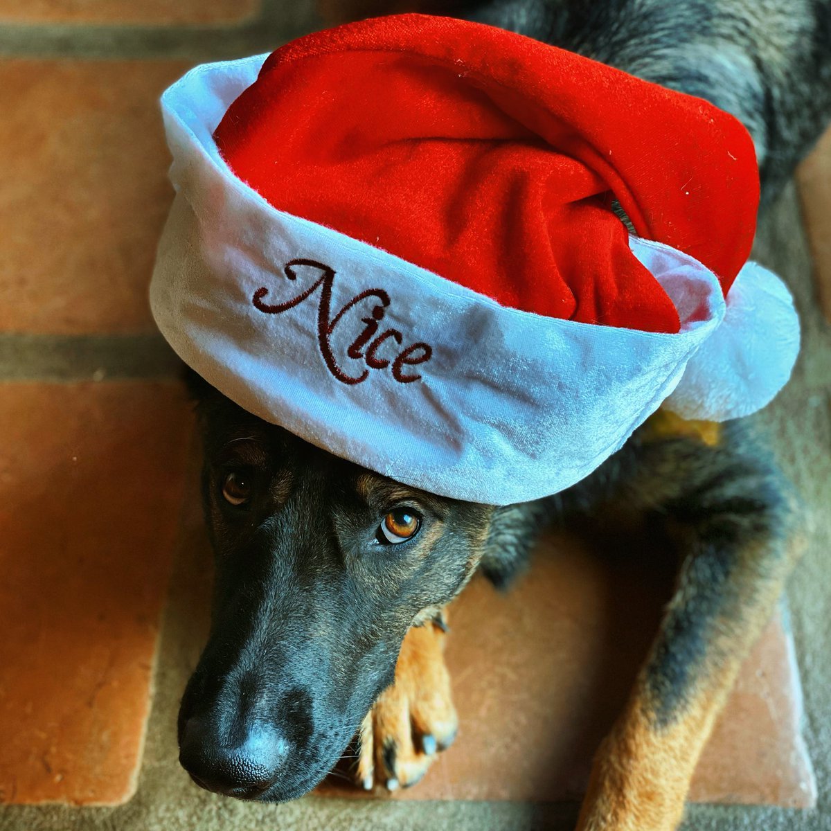 SisyphusMD's tweet photo. @dog_rates @Trupanion Naughty or nice? 🤔 https://t.co/rQlB9zFdiV