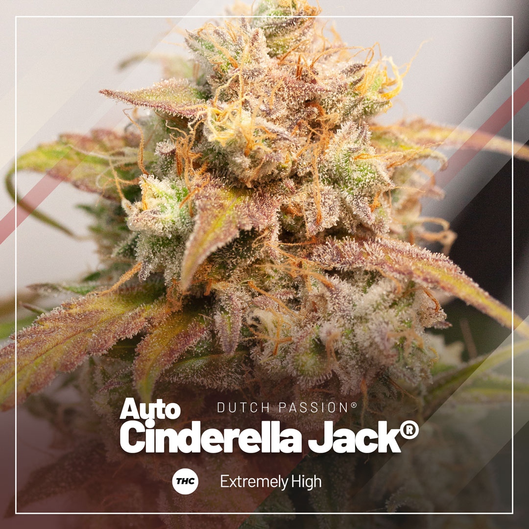 DutchPassion_'s tweet photo. With a THC percentage of almost 26%, verified by 2 separate labs (with the HPLC method), it goes without saying that #AutoCinderellaJack cannabis seeds will provide a very strong high! 🤯
More info: https://t.co/rSJDtZMlJx
#dutchpassion #dutchpassionseedcompany https://t.co/57EwGKqvF8