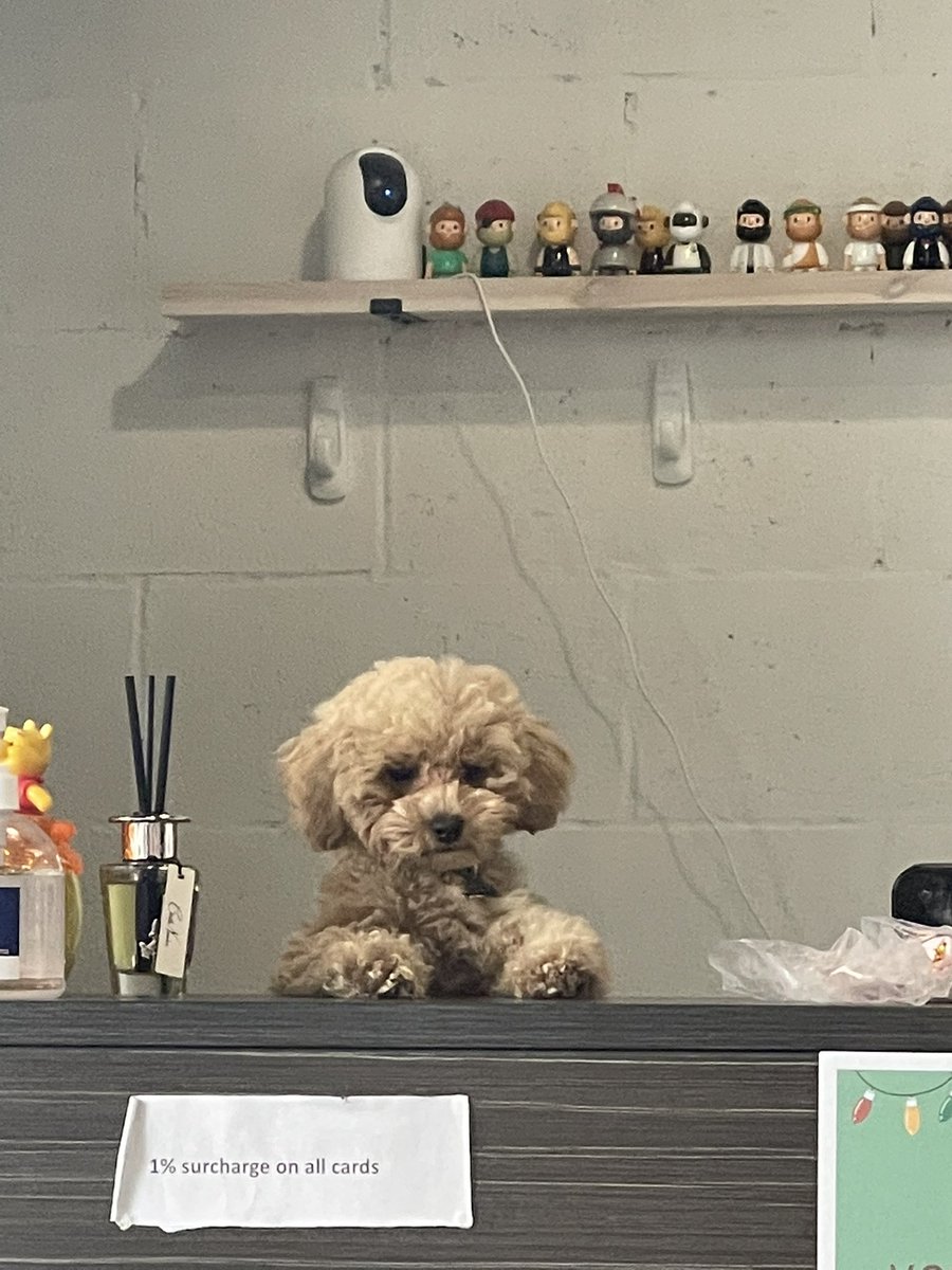 tashypooki's tweet photo. The cutest check out assistant (it was the size of a tissue box 🥺) https://t.co/uL0ropZz3O