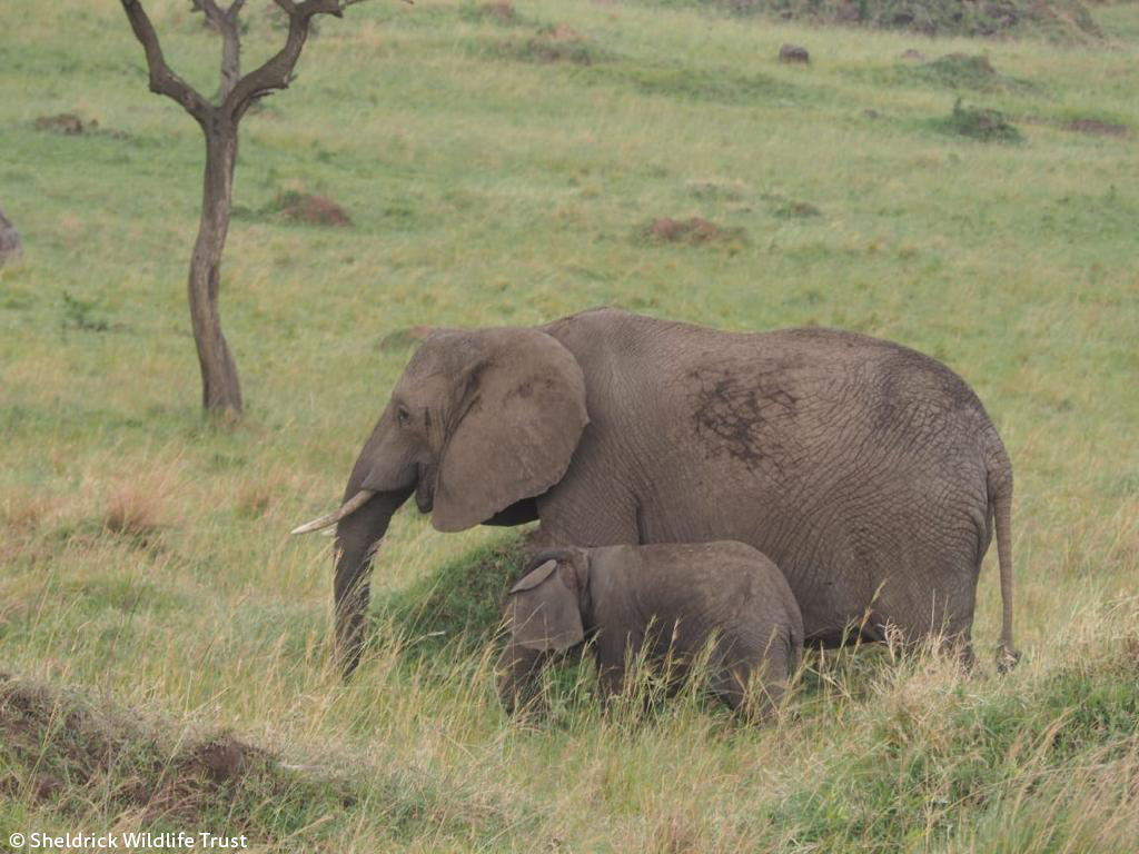Sheldrick Wildlife Trust tweet media