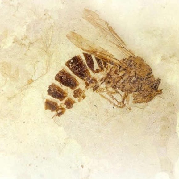 FossilBonanza's tweet photo. Florissant Fossil Beds NM preserves an Eocene environment in Colorado, USA. Its most notable fossils are its flowers and insects. These fossils were preserved in via algal bloom which blanketed the organisms allowing them to fossilize in peace.
#ParkWeek
https://t.co/9kH7pZrYKh https://t.co/osgkEsEuDG
