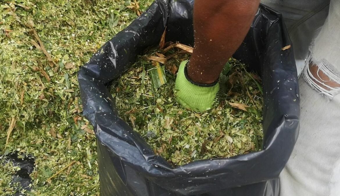CodigoPrensaSM's tweet photo. 120 toneladas de silo entregará @SomosAGROSAVIA  a ganaderos del Magdalena https://t.co/sfJFGrkway https://t.co/LnGsGdGWm4