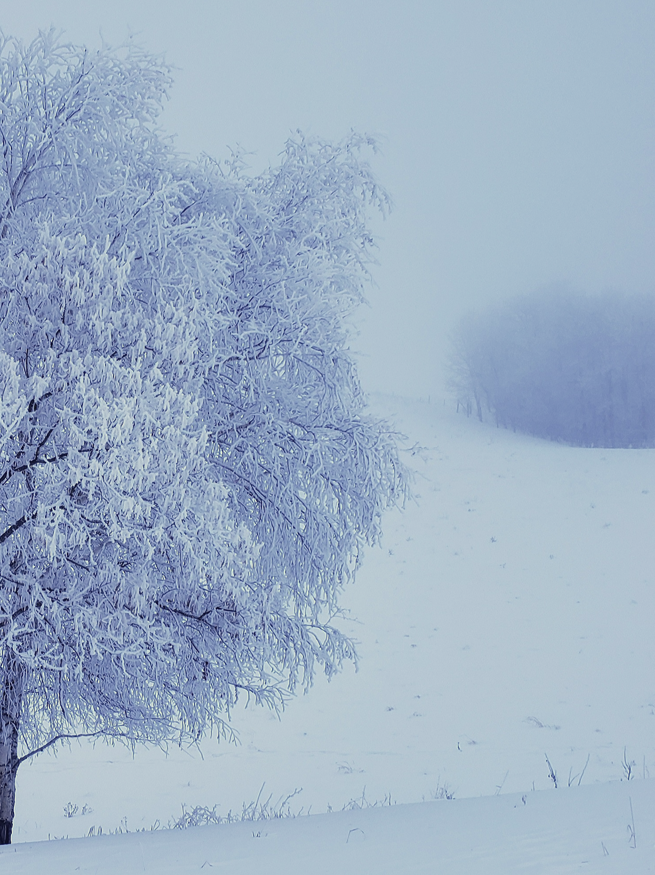 UrbaneForester's tweet photo. @TheSneakyLens Hoar frost on the prairies https://t.co/L3jQgkNLs3