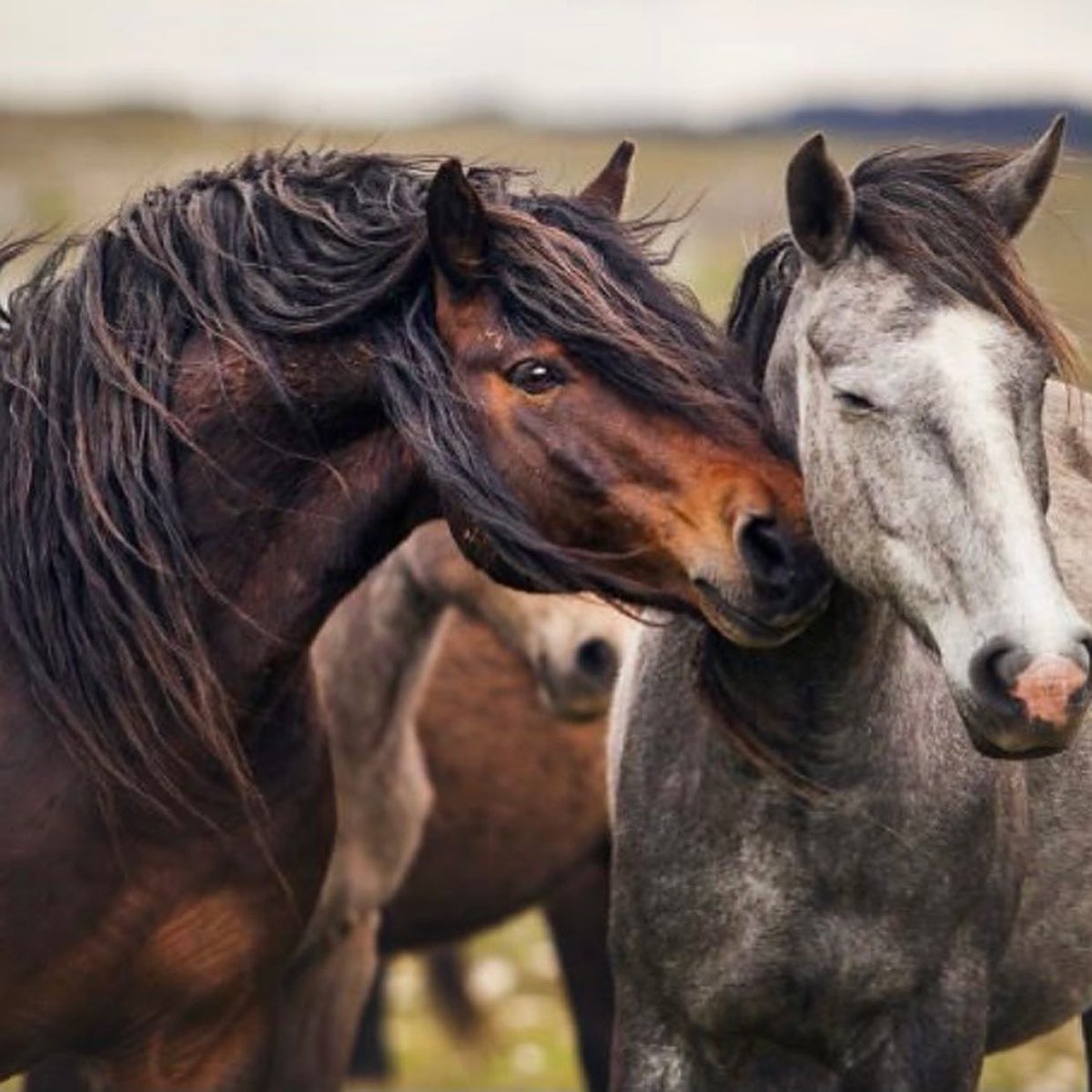 NMBewitched's tweet photo. Quick reminder
@ASPCA just sent me an email asking for donations.
Hard NO from me
ONLY 30% of the animals they "SAVE" live
They sponsored the #NY #HighKillBill. Helped write the Path to Destruction for #WildHorse &amp; #Burros
Please give your money to a legit #Rescue
Need help, ask https://t.co/TohBdgBoR3