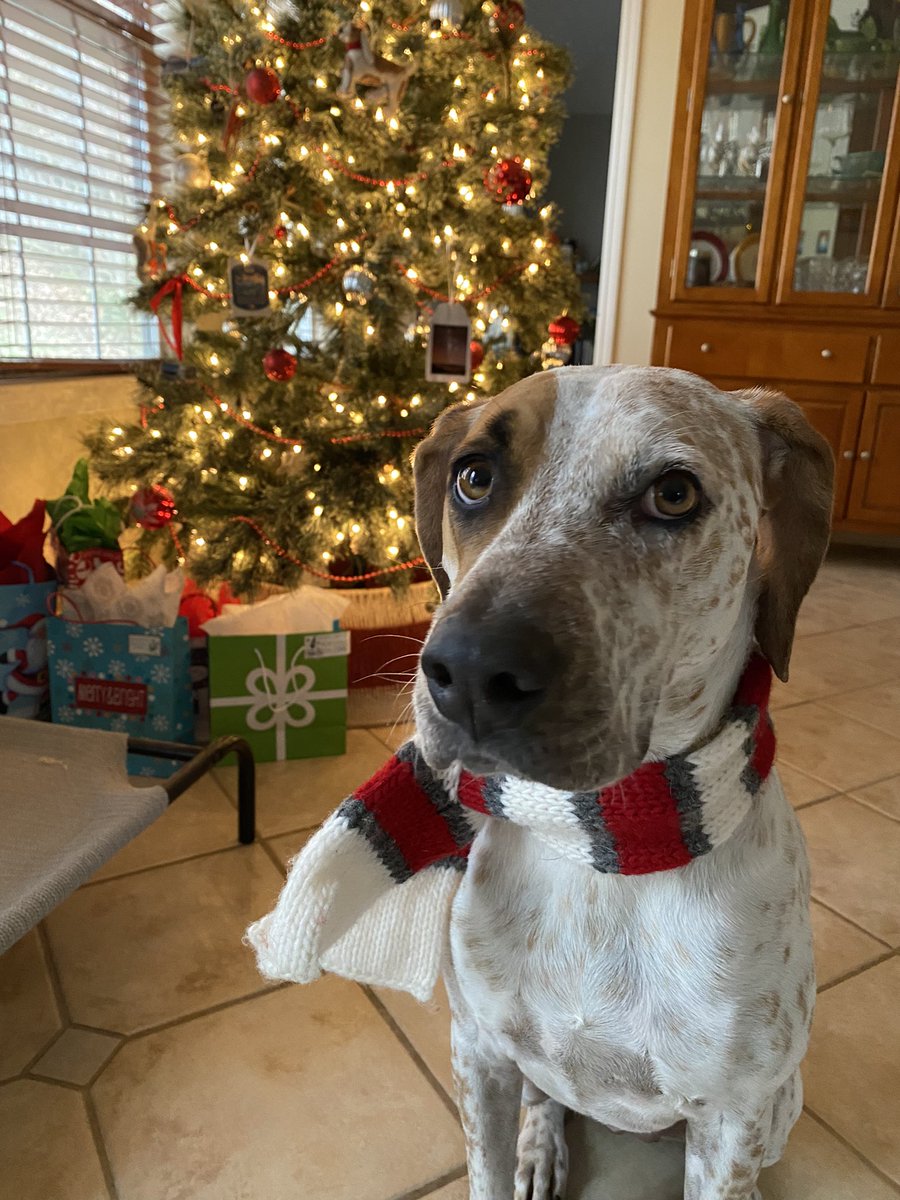 EmilyDCrowell's tweet photo. @dog_rates @Trupanion Junebug doesn’t understand why we must wait to open presents…they are clearly ready. https://t.co/iKXl3Yz937