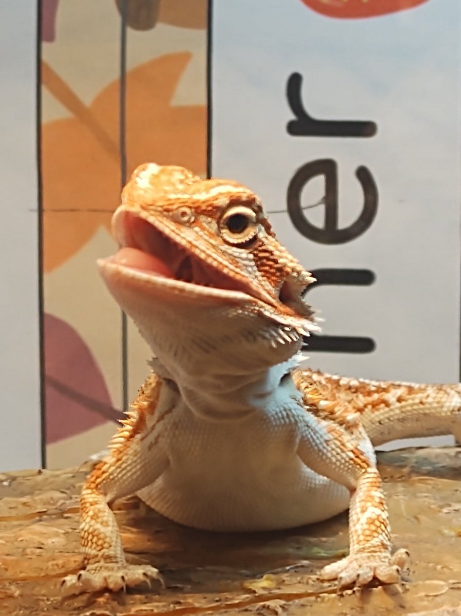 Canadeuxx's tweet photo. @BTFD_ImDiDi Little Dracarys 😊 https://t.co/MYaLSFOonK