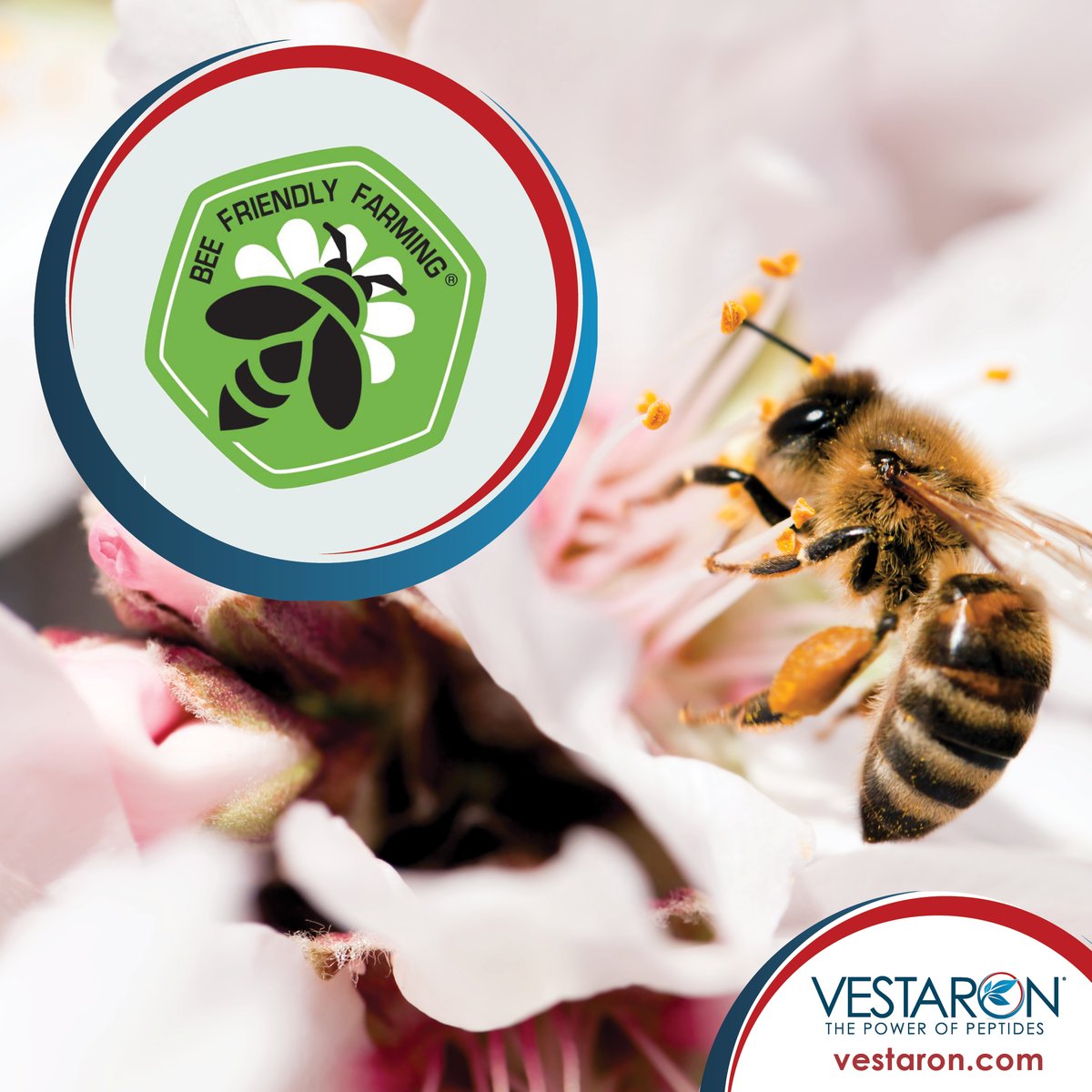 VestaronCP's tweet photo. Bees are our friends, and our collaboration with the Bee Friendly Farming program is Vestaron's way of keeping them unharmed. Learn more at: https://t.co/kaJewzPss7 #BeeFriendlyFarming #PowerOfPeptides #BeeHealth #PollinatorPartnership https://t.co/uY2HEe5fEQ