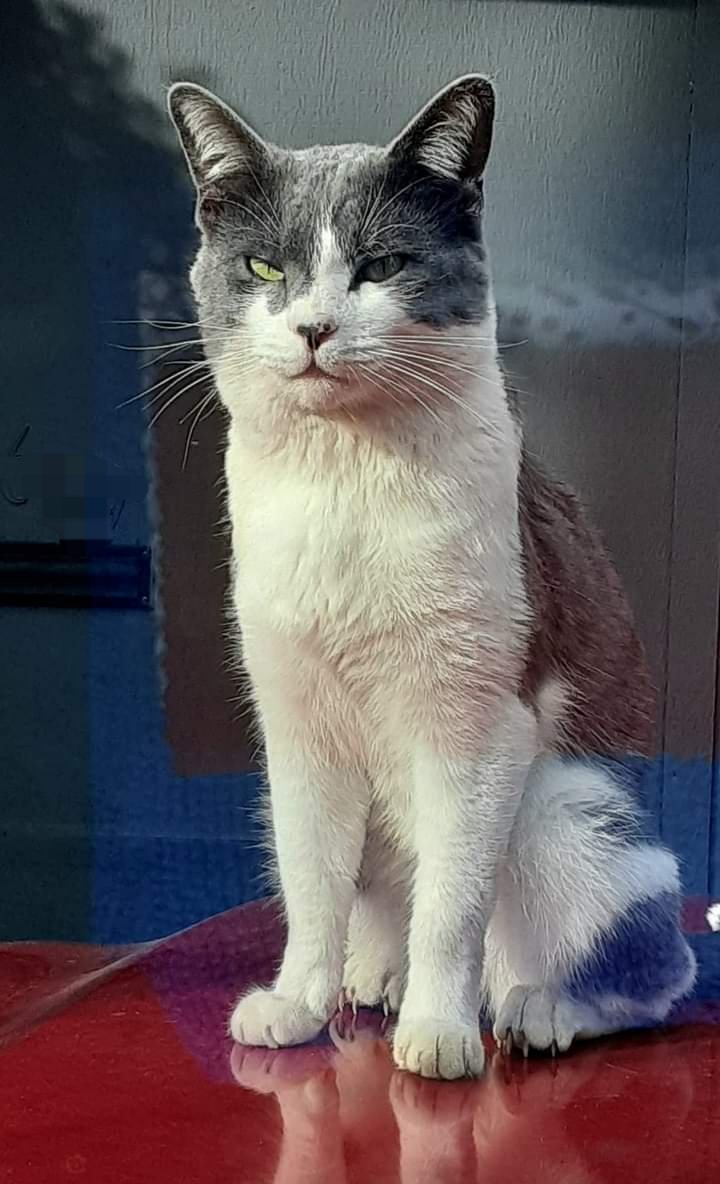 SciFiBob's tweet photo. My cat, Trouble has been missing since Sunday night November 13th. Very sad and depressed. Check nearby shelters and joined missing pet groups online. It's hard dealing with the Xmas holidays each year and with out my little buddy I'm devastated beyond imagination! https://t.co/vML8dBhtMW