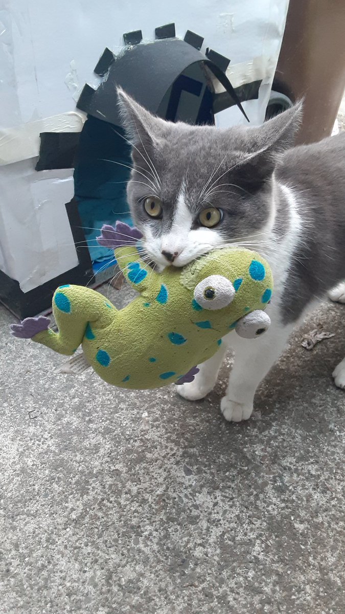 SciFiBob's tweet photo. My cat, Trouble has been missing since Sunday night November 13th. Very sad and depressed. Check nearby shelters and joined missing pet groups online. It's hard dealing with the Xmas holidays each year and with out my little buddy I'm devastated beyond imagination! https://t.co/vML8dBhtMW