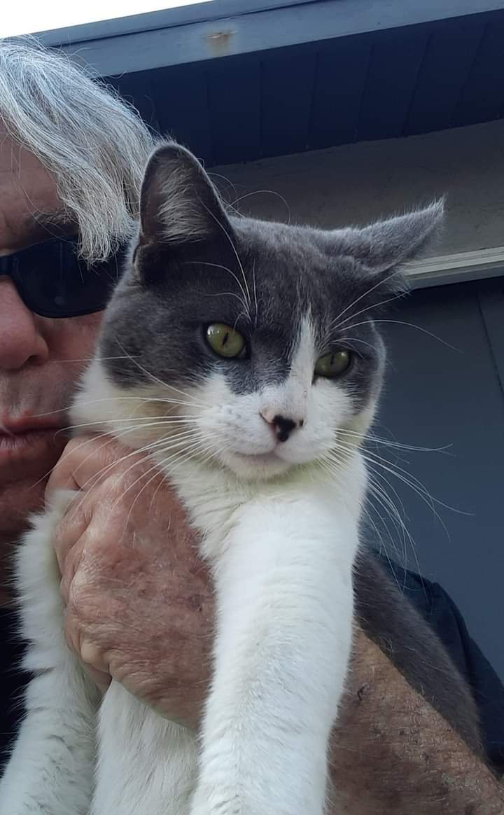 SciFiBob's tweet photo. My cat, Trouble has been missing since Sunday night November 13th. Very sad and depressed. Check nearby shelters and joined missing pet groups online. It's hard dealing with the Xmas holidays each year and with out my little buddy I'm devastated beyond imagination! https://t.co/vML8dBhtMW