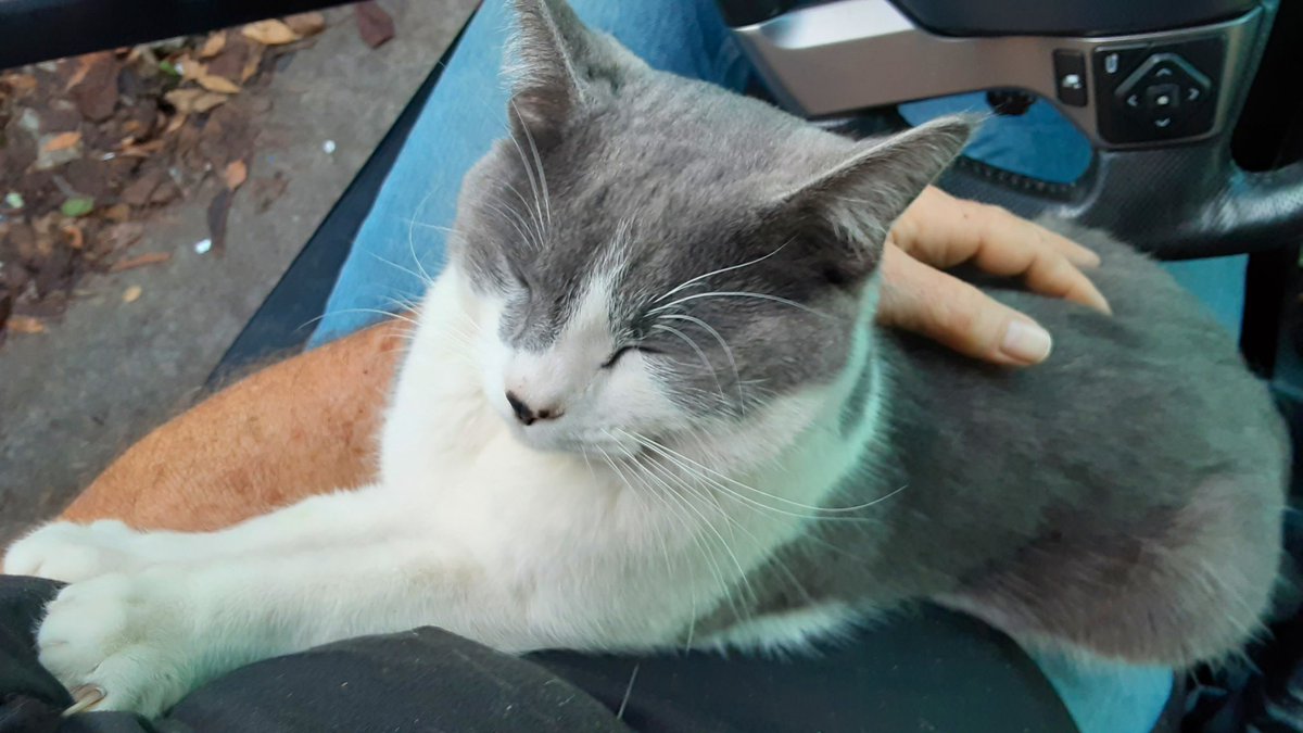 SciFiBob's tweet photo. My cat, Trouble has been missing since Sunday night November 13th. Very sad and depressed. Check nearby shelters and joined missing pet groups online. It's hard dealing with the Xmas holidays each year and with out my little buddy I'm devastated beyond imagination! https://t.co/vML8dBhtMW