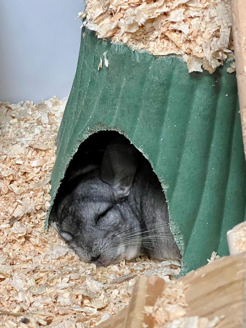 Cincinnati Zoo tweet media