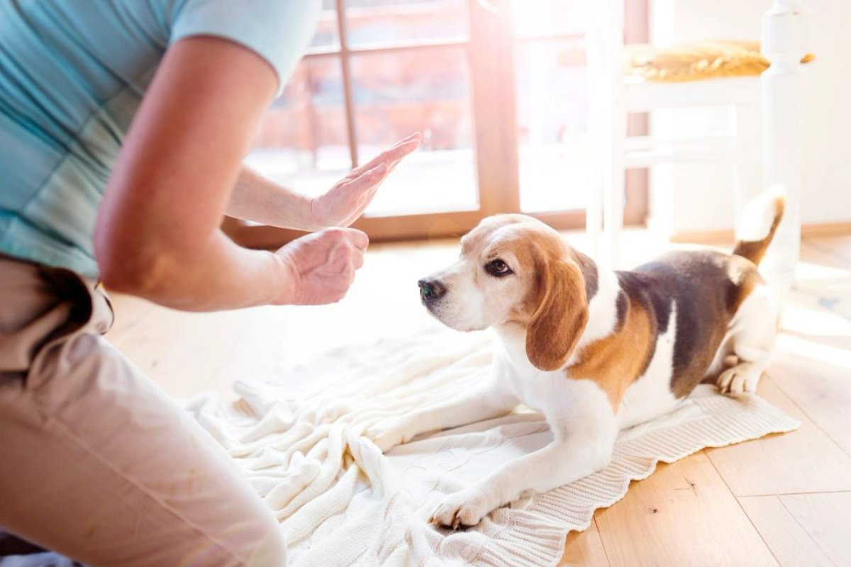 DerPetHausWA's tweet photo. Everyone thinks they have the best pet, and none of them are wrong. Drop a picture of your furry friend in the comments below. #DerPetHaus #Bellevue #BellevuePets #DogGrooming #CatGrooming #FurryFriends https://t.co/JvuyU7Dm4j