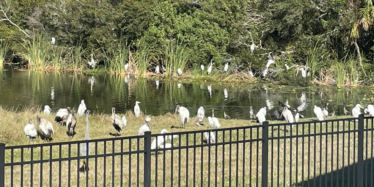 Birb convention in backyard. #Yum #Dinner