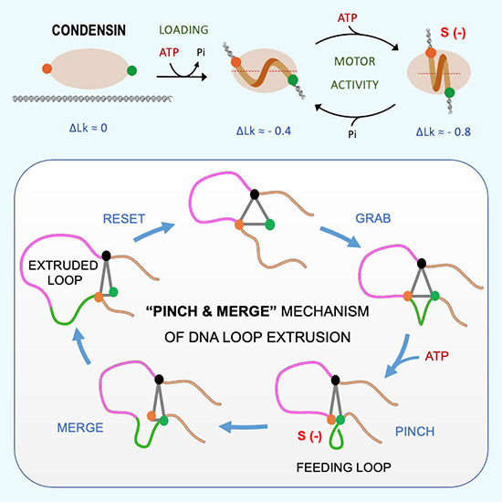 embojournal's tweet photo. How does #condensin #SMC complex extrude DNA loops?
It generates DNA translocations steps by pinching a short negatively #supercoiled loop during each round of ATP hydrolysis
Belén Martínez-García @SilviaDysonn @Joanna_SeMa Joaquim Roca et al @IBMB_CSIC
https://t.co/kCT1mIiOzg https://t.co/Oqy81MFwvU