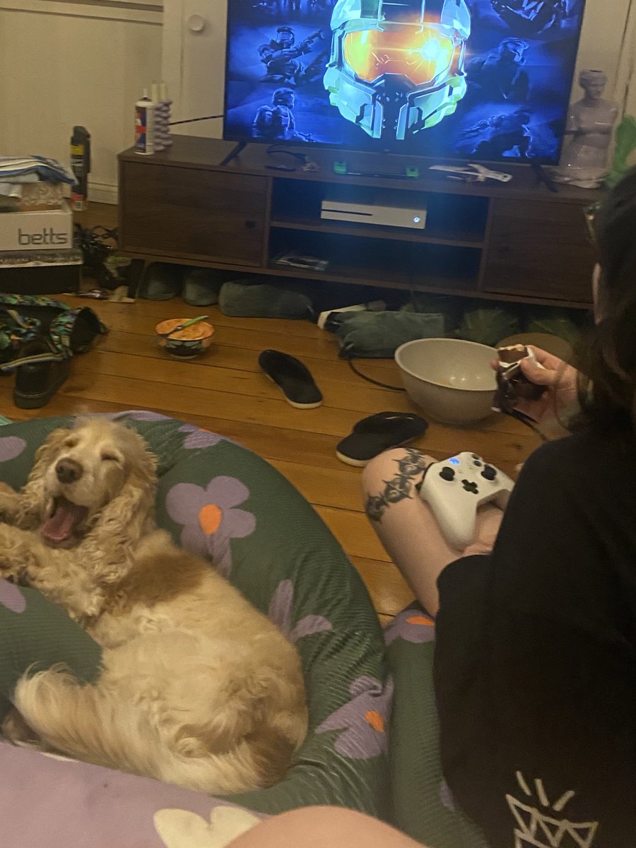 alice the dog tweet media