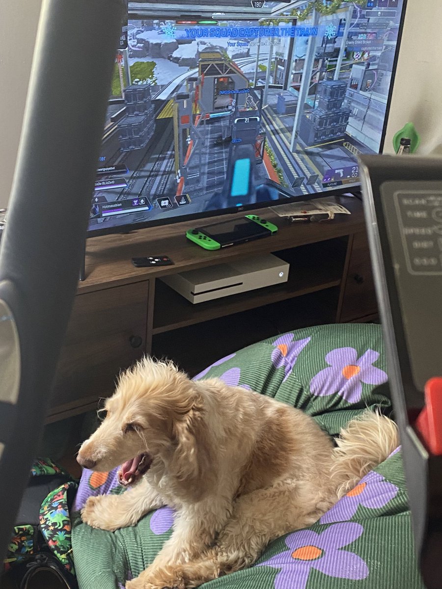 alice the dog tweet media
