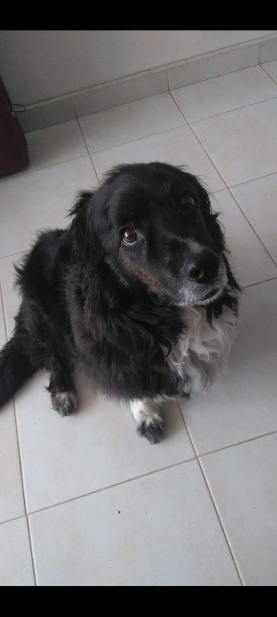nacional_memes's tweet photo. Tweet dedicado a apreciar a nuestros bebes de 4 patas. Comenten el suyo https://t.co/H2mMKrb6H7
