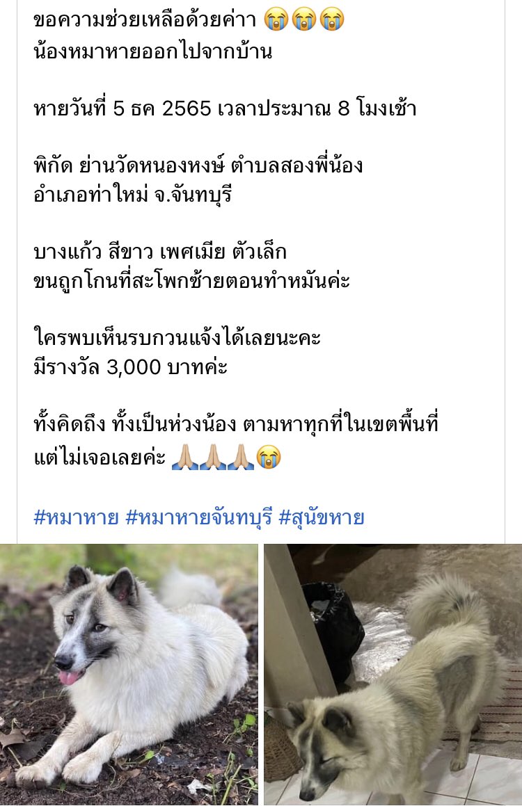 Ravisara_e's tweet photo. ขอแรงชาวทวิตเตอร์ช่วยเพื่อนตามหาน้องลูน่าหน่อยค่า🥹 น���องหายจากบ้านไป 14 วันแล้ว แม่น้องคิดถึงใจจะขาดแล้วค่ะ พิกัดล่าสุดที่มีคนเห็นน้องคือหนองบัว ท่าใหม่ จันทบุรีค่า ใครอยู่แถวนั้��ฝากมองหาหน่อยน้า มีเบาะแสอะไรทักเรามาได้เลยงับ https://t.co/UluDR4xFF4