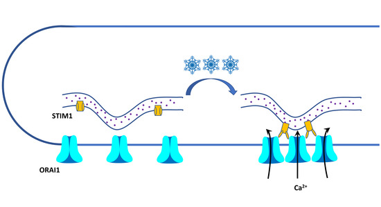 embojournal's tweet photo. Moderate cold is sensed by TRPM8 channels, but what about extreme cold?
Peter McNaughton @TamaraBuijs et al @KingsCollegeLon identify a #STIM1-#ORAI-mediated mechanism in sympathetic neurons that may prevent #frostbite through cold‐induced#vasodilation
https://t.co/KC3gpsVknz https://t.co/YGKRSDcYpA