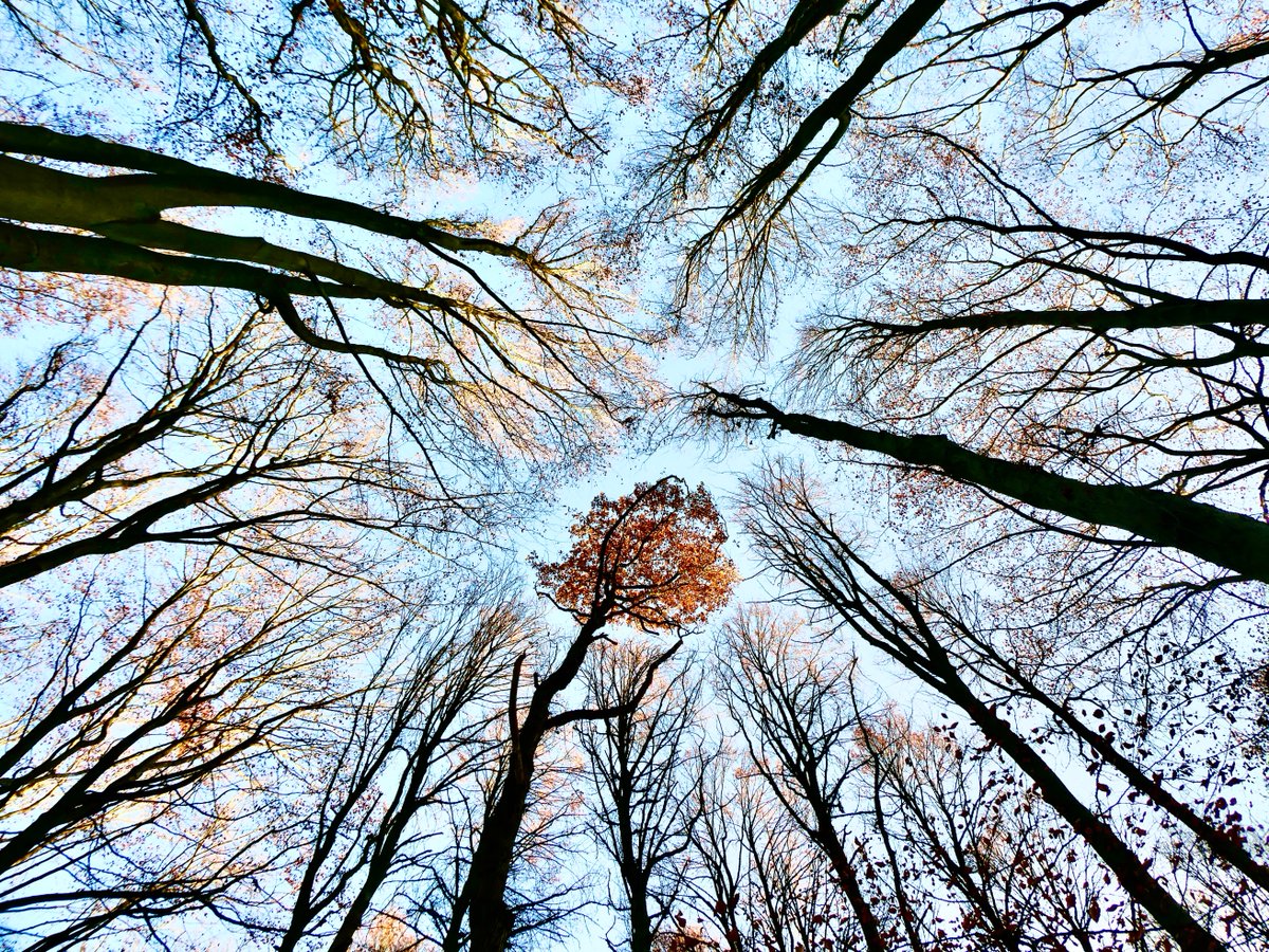 Nog steeds zijn niet alle bladeren van de bomen.

#amsterdamsebos #amsterdam #amstelveen #bladeren #leaves #bomen #trees #baume #winter #herfst #vriendenamsterdamsebos #wordvriend