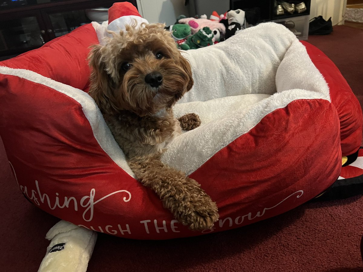 Kat30x3's tweet photo. @dog_rates @Trupanion 🎅🏼🎁 https://t.co/HYR52qdaOP