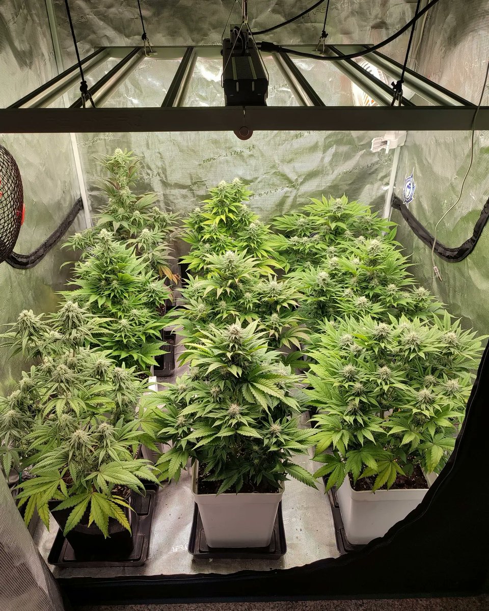 desdelasemilla's tweet photo. 5° semana de #floración para estas #buddhacookies y #buddhagorilla con #FC4800 + #SP150 #marshydro
@BuddhaSeeds @MarsHydroLight @eleenwen https://t.co/HdtIr1TquN