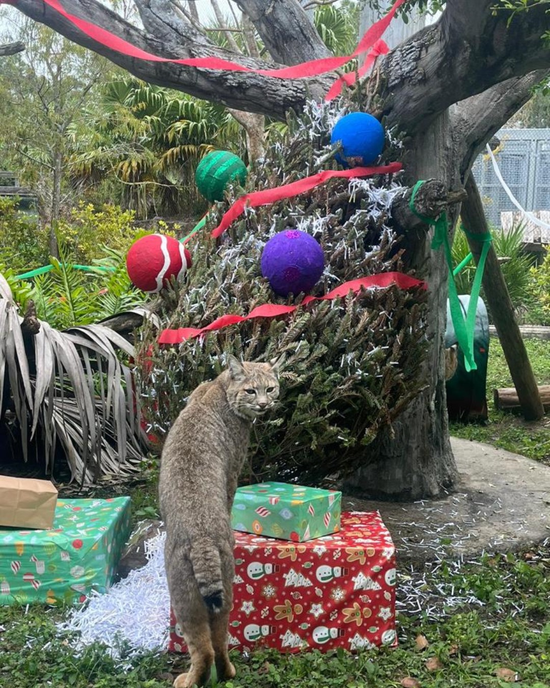 Zoo Miami on Twitter: Zoo Miami on Twitter: