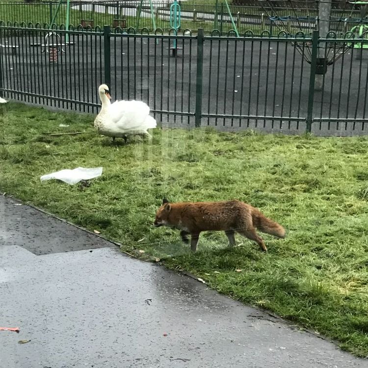 LibFalkirk's tweet photo. Larbert Library had a fantastic visitor yesterday.  He didn't quite make it into the library, but he did try!

#fantasticmrfox #falkirklibraries #larbert #stenhousemuir #urbanfox #swans #lido #libraries #larbertlibrary #wildlife #urbanwildlife #publiclibrary #publiclibrarylife https://t.co/55LoWL90cP