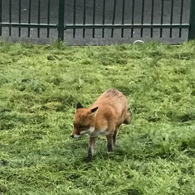 LibFalkirk's tweet photo. Larbert Library had a fantastic visitor yesterday.  He didn't quite make it into the library, but he did try!

#fantasticmrfox #falkirklibraries #larbert #stenhousemuir #urbanfox #swans #lido #libraries #larbertlibrary #wildlife #urbanwildlife #publiclibrary #publiclibrarylife https://t.co/55LoWL90cP