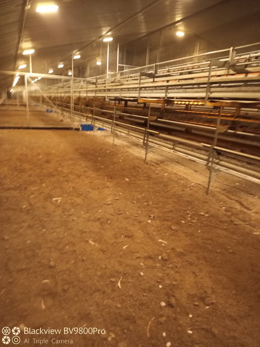 Wel mi oedd hin ddistaw yn y shed ieir bore ma ar ol I mi ffarwelio hefor ddiadell cyntaf ni o ieir neithiwr, clirio a carthu a diheintio wan cyn ir ail ddiadell ddod diwedd Ionawr. Very  quiet in the shed  after our 1st flock of hens left last night,hoping for a quiet Xmas!