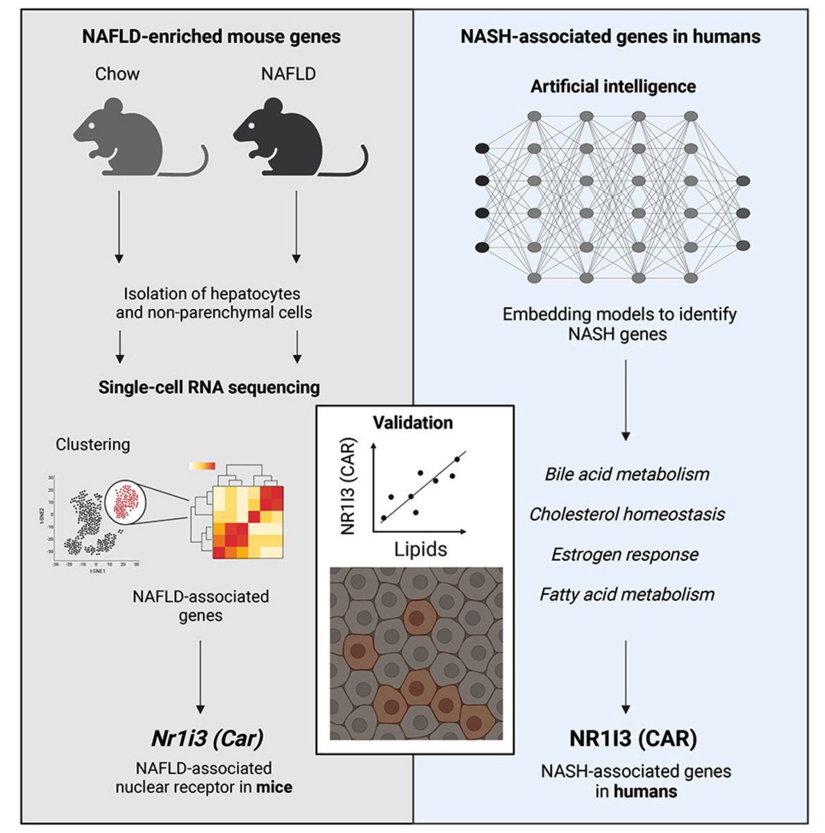 SvenssonLab (@svenssonlab) on Twitter photo Happy to share this work led by <a href="/Laeti67202/">Laetitia Voilquin-Coassolo</a> in collaboration with Tianyun, Russ Altman <a href="/Rbaltman/">Russ Altman</a>, <a href="/Gemma_MZ/">Meng (Gemma) Zhao</a>, Greg Charville <a href="/Greg_Charville/">Greg Charville</a> and Hannele Yki-Jarvinen describing the transcriptional landscape of NAFLD <a href="/StanfordPath/">Stanford Pathology</a> <a href="/StanfordDRC/">Stanford Diabetes Research</a> <a href="/iScience_CP/">iScience journal</a>
sciencedirect.com/science/articl… Happy to share this work led by <a href="/Laeti67202/">Laetitia Voilquin-Coassolo</a> in collaboration with Tianyun, Russ Altman <a href="/Rbaltman/">Russ Altman</a>, <a href="/Gemma_MZ/">Meng (Gemma) Zhao</a>, Greg Charville <a href="/Greg_Charville/">Greg Charville</a> and Hannele Yki-Jarvinen describing the transcriptional landscape of NAFLD <a href="/StanfordPath/">Stanford Pathology</a> <a href="/StanfordDRC/">Stanford Diabetes Research</a> <a href="/iScience_CP/">iScience journal</a>
sciencedirect.com/science/articl…