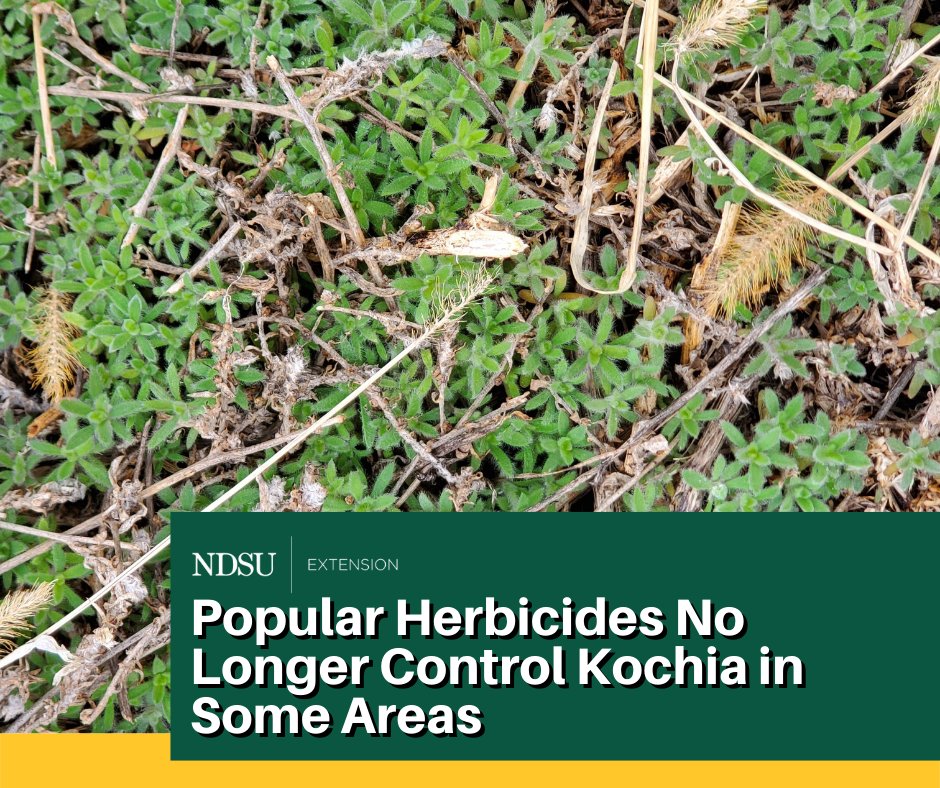 An NDSU study showed that some #kochia populations in western North Dakota likely have developed resistance to commonly used preplant burndown #herbicides. ag.ndsu.edu/news/newsrelea…