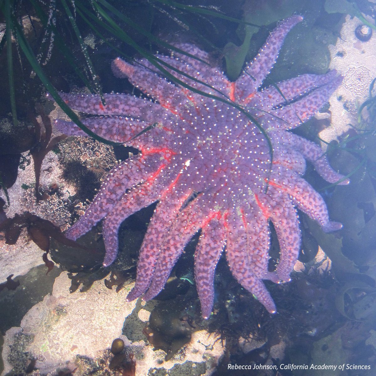 Dec. 20–23: Explore California tide pools, find sea stars! Document any you see with <a href="/inaturalist/">iNaturalist</a>. (If you’re lucky enough to spot a sunflower star, send the iNat observation link to solsticeseastarsearch@gmail.com &amp; report it at bit.ly/sunflowerspott….) #SolsticeSeaStarSearch